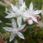  Liliane Roubaudi - Sedum anglicum Huds. [1778]