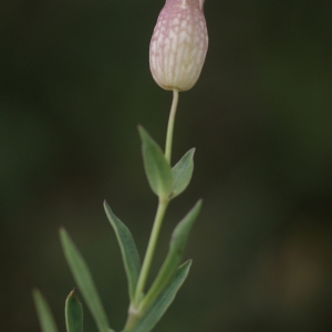 Photographie n°79776 du taxon Silene vulgaris var. maritima