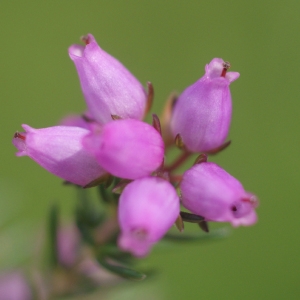 Photographie n°79783 du taxon Erica cinerea L. [1753]