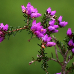 Photographie n°79785 du taxon Erica cinerea L. [1753]