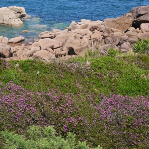 Photographie n°79787 du taxon Erica cinerea L. [1753]