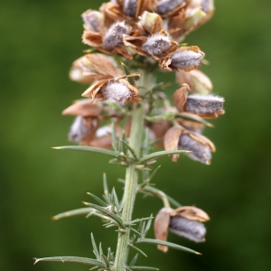 Photographie n°79794 du taxon Ulex europaeus L. [1753]