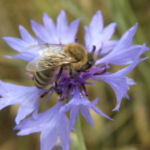 Photographie n°79795 du taxon Centaurea cyanus L. [1753]