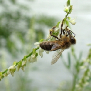 Photographie n°79796 du taxon Melilotus albus Medik. [1787]