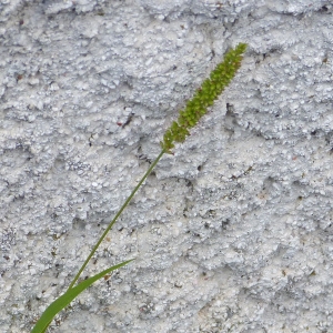 Photographie n°79800 du taxon Setaria verticillata (L.) P.Beauv. [1812]