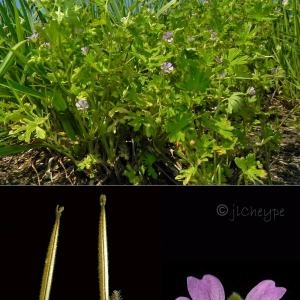 Photographie n°79810 du taxon Geranium pusillum L. [1759]