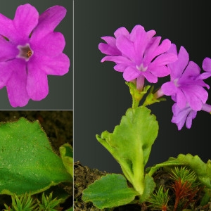 Photographie n°79818 du taxon Primula hirsuta All. [1773]