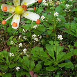 Photographie n°79821 du taxon Saxifraga cuneifolia L. [1759]