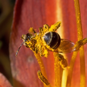 Photographie n°79825 du taxon Hemerocallis fulva (L.) L. [1762]