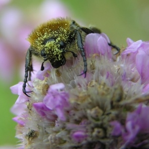  - Scabiosa L. [1753]