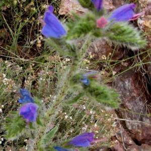 Photographie n°79832 du taxon Echium vulgare L. [1753]