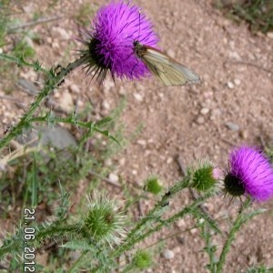 Photographie n°79842 du taxon Carduus acanthoides L. [1753]