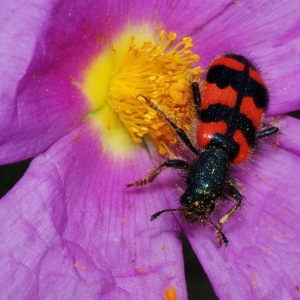 Photographie n°79844 du taxon Cistus albidus L. [1753]