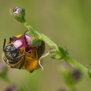 Photographie n°79846 du taxon Scrophularia canina L. [1753]