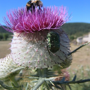 Photographie n°79850 du taxon Cirsium eriophorum subsp. eriophorum