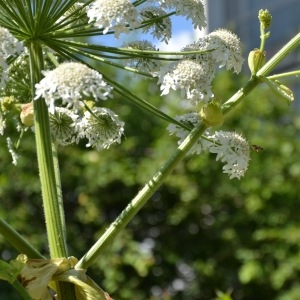 Photographie n°79853 du taxon Heracleum mantegazzianum Sommier & Levier [1895]