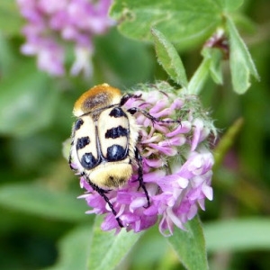 Photographie n°79856 du taxon Trifolium pratense L. [1753]