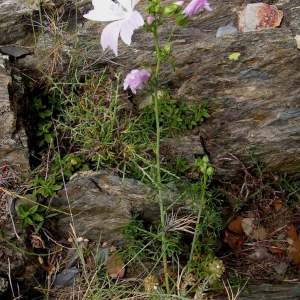 Photographie n°79863 du taxon Malva moschata L.