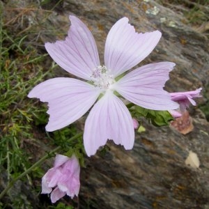 Photographie n°79864 du taxon Malva moschata L.