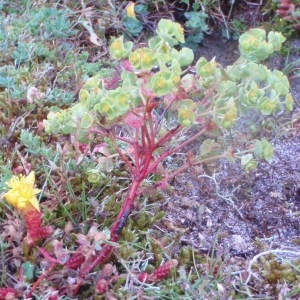 Photographie n°79883 du taxon Euphorbia portlandica L. [1753]