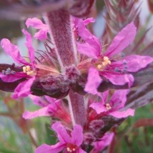 Photographie n°79903 du taxon Lythrum salicaria L.