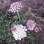  Genevieve Botti - Daucus carota subsp. gummifer (Syme) Hook.f. [1884]