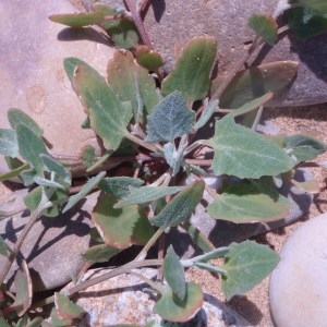 Photographie n°79915 du taxon Atriplex salina Desv. [1813]