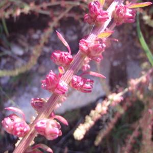 Photographie n°79929 du taxon Chenopodium L. [1753]