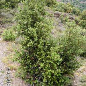 Photographie n°79954 du taxon Quercus ilex L. [1753]