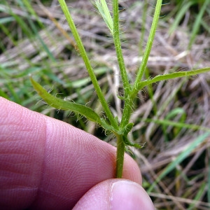 Photographie n°79962 du taxon Crepis setosa Haller f. [1797]