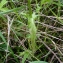  Emmanuel Stratmains - Crepis setosa Haller f. [1797]