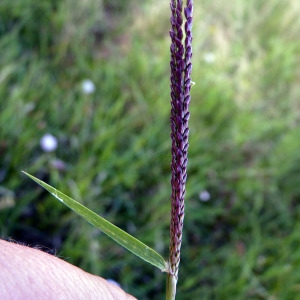 Photographie n°79984 du taxon Digitaria sanguinalis (L.) Scop. [1771]