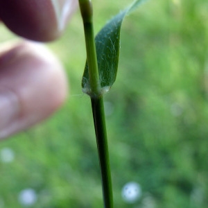 Photographie n°79985 du taxon Digitaria sanguinalis (L.) Scop. [1771]