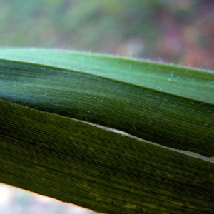 Photographie n°79996 du taxon Holcus lanatus L. [1753]