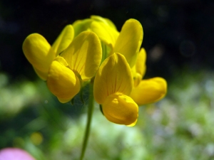 Emmanuel Stratmains, le  5 juillet 2012 (Guécélard)