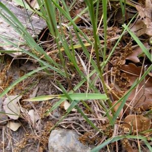  - Phleum paniculatum Huds. [1762]