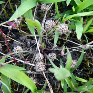 Photographie n°80029 du taxon Trifolium glomeratum L. [1753]