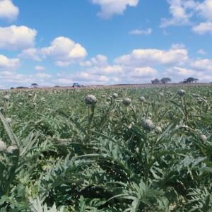 Photographie n°80057 du taxon Cynara scolymus L. [1753]