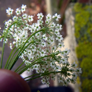 Photographie n°80075 du taxon Pimpinella major (L.) Huds. [1762]