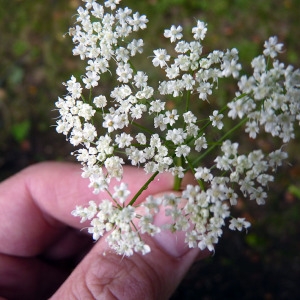 Pimpinella austriaca Mill. (Grand Boucage)