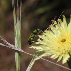 Photographie n°80090 du taxon Urospermum dalechampii (L.) Scop. ex F.W.Schmidt [1795]