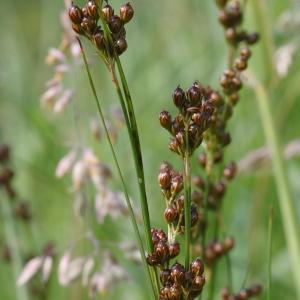 Photographie n°80114 du taxon Juncus compressus Jacq.