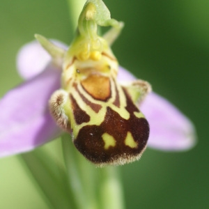 Photographie n°80127 du taxon Ophrys apifera Huds. [1762]