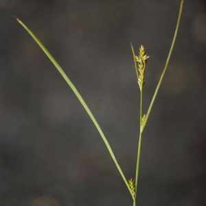Photographie n°80132 du taxon Carex remota L. [1755]