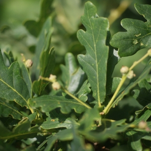 Photographie n°80134 du taxon Quercus robur L. [1753]