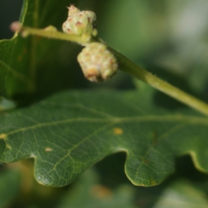 Photographie n°80135 du taxon Quercus robur L. [1753]