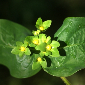 Photographie n°80138 du taxon Hypericum androsaemum L. [1753]