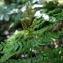  Liliane Roubaudi - Osmunda regalis L. [1753]