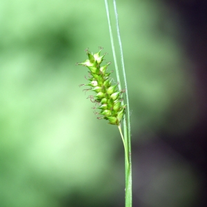 Photographie n°80152 du taxon Carex distans L. [1759]