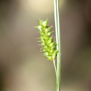 Photographie n°80153 du taxon Carex distans L. [1759]
